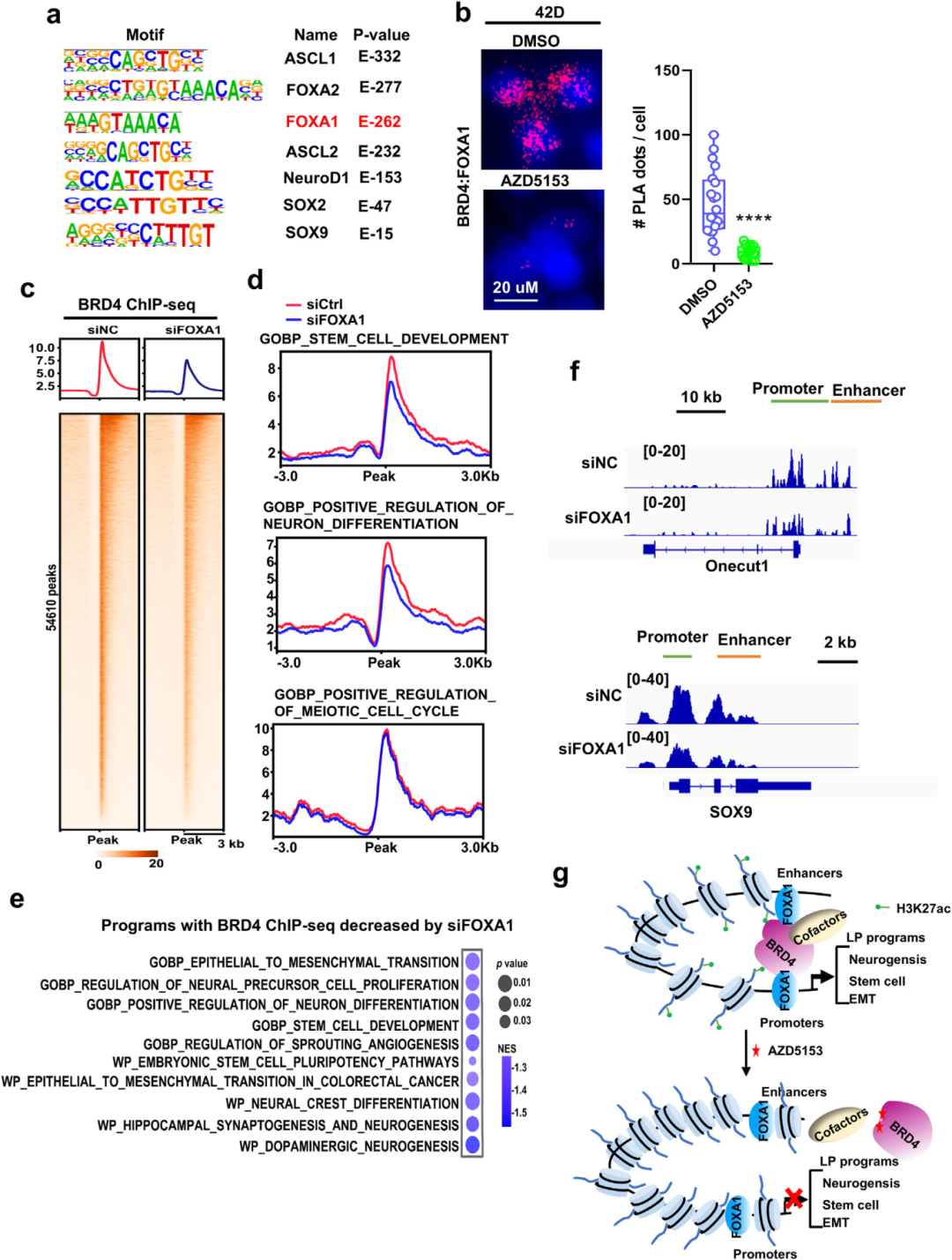 6) FOXA1促进BRD4招募到LP基因靶点。