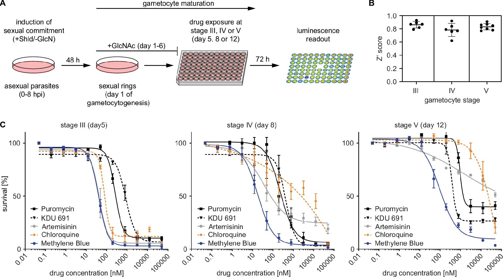 图2:体外配子体杀伤药物筛选 assay 的建立与验证