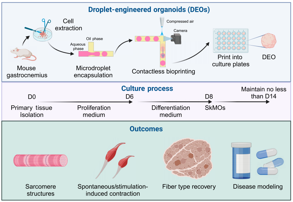 1) 微滴工程化类器官的制备和发展。