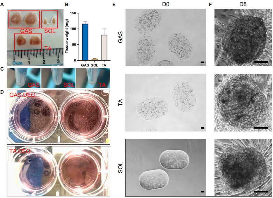 2) NEOs与DEOs的形态学和发展模式比较。