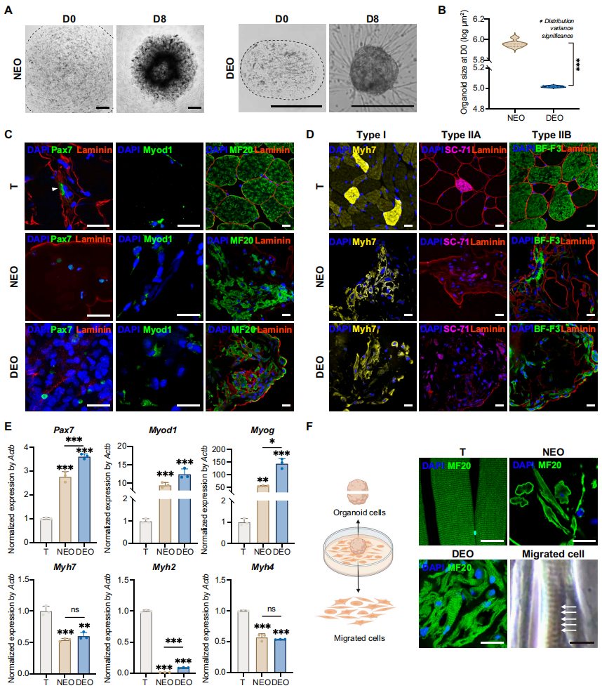 4) DEOs在组织重现方面的优势。
