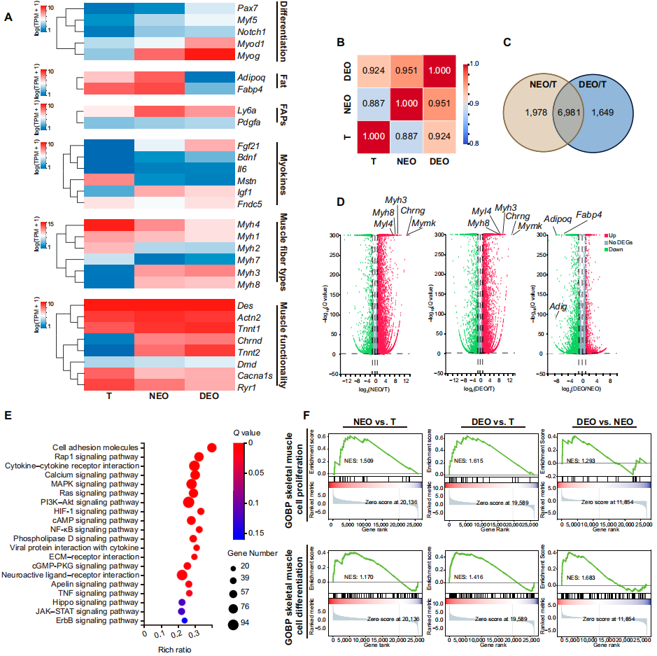 5) 类器官的电刺激和功能分析。