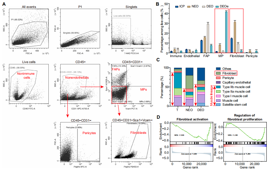6) 骨骼肌DEOs作为药理反应和代谢病理模型。
