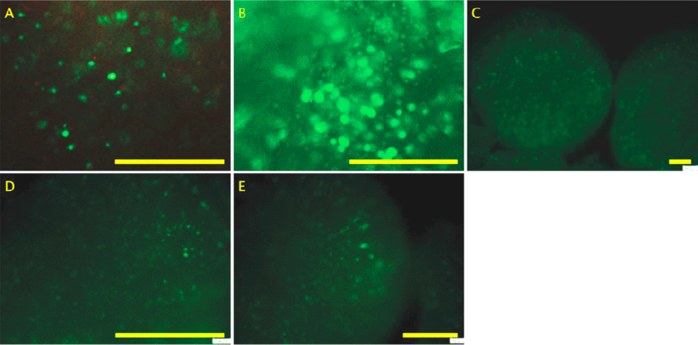 1) 细胞活力分析和骨源性生物工艺。