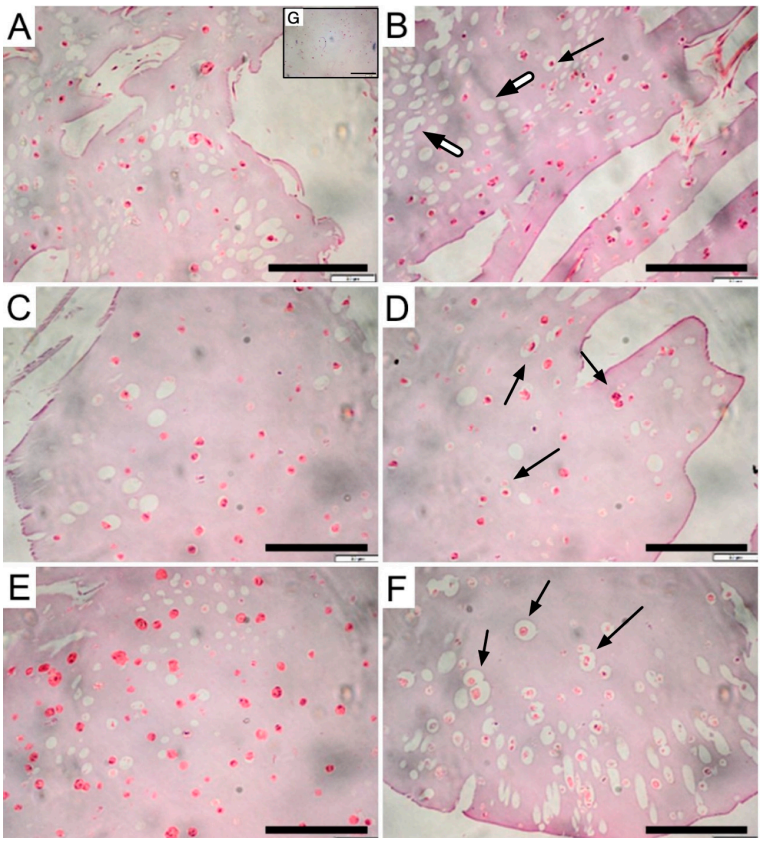 2) 组织学分析和矿化评估。