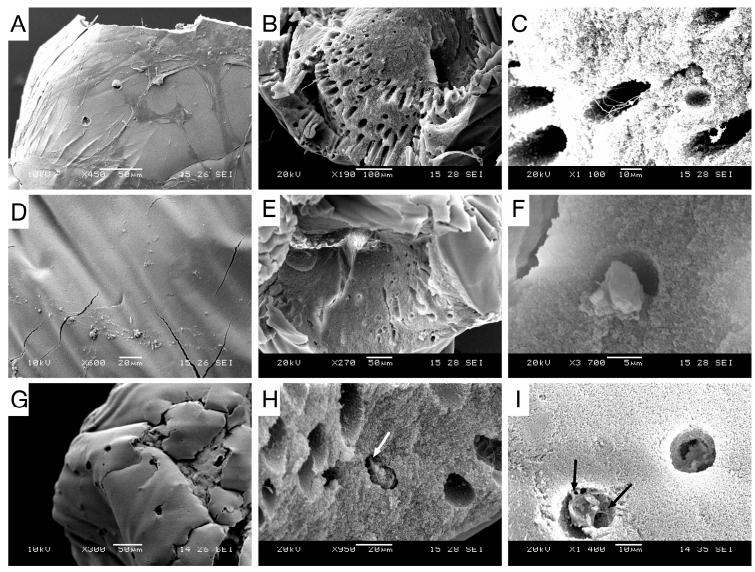 3) 表面分析和微观结构特征。