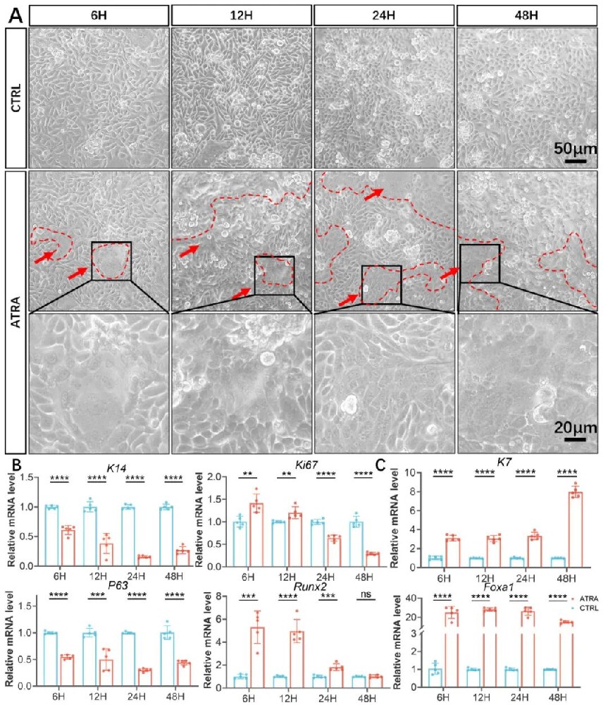 图1 在二维条件下加入维甲酸对mConj-epi分化能力的评价