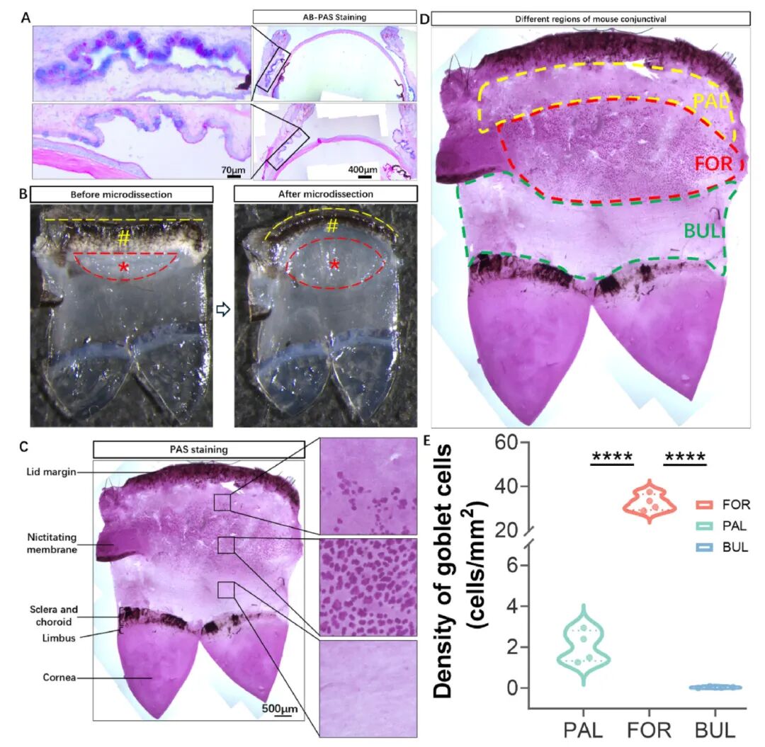 图6 新型结膜全染PAS染色的建立