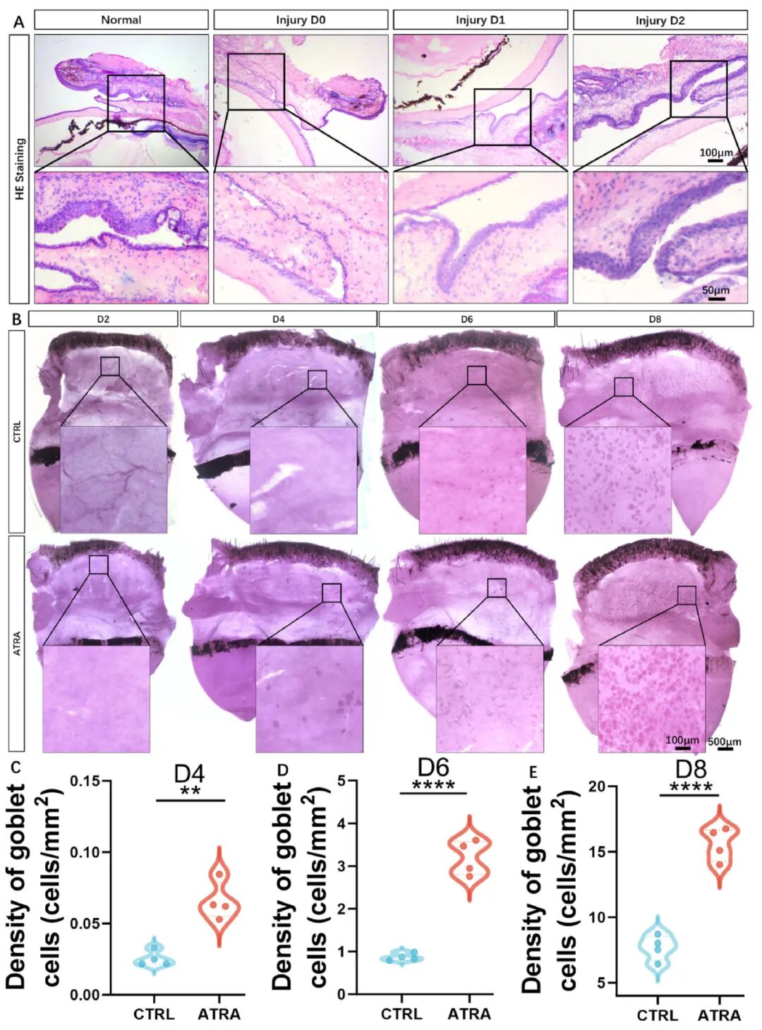 图7 视黄酸促进结膜修复和杯状再生