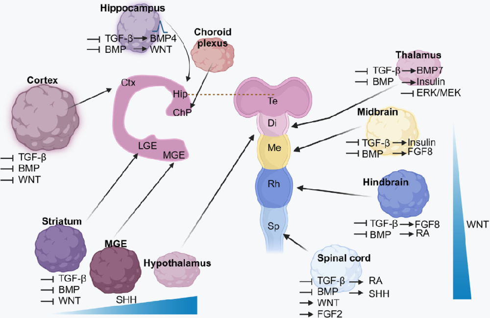 图1展示了区域特异性神经类器官的信号调控机制,强调了多种信号通路在神经类器官发育中的关键作用。