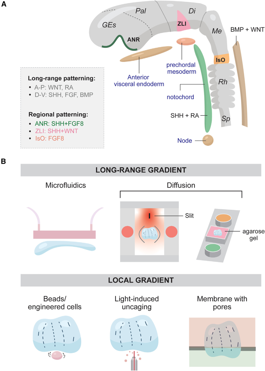 图2展示了神经管模式化的形态发生素梯度及工程化方法,强调了在体外模拟这些梯度以实现神经类器官精确模式化的技术。