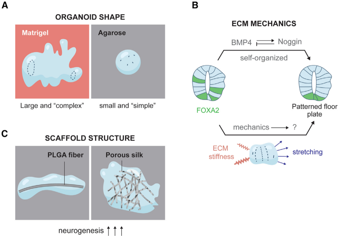 图3展示了生物物理线索对神经类器官发育的调控,强调了细胞外基质(ECM)、组织几何形状和机械力的作用。