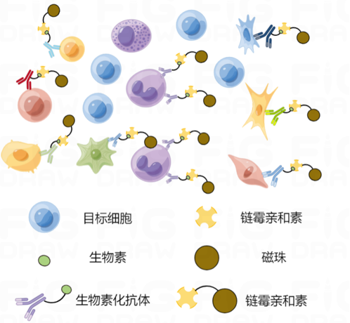 磁珠法分选原理图