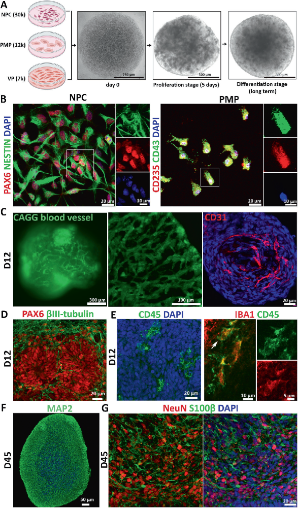 图1展示了血管化神经免疫类器官的构建过程。