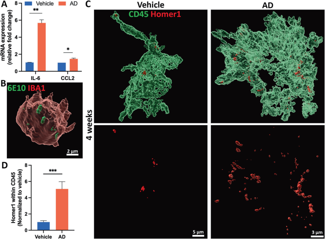 图4展示了AD神经免疫类器官复现神经炎症和小胶质细胞功能的过程。