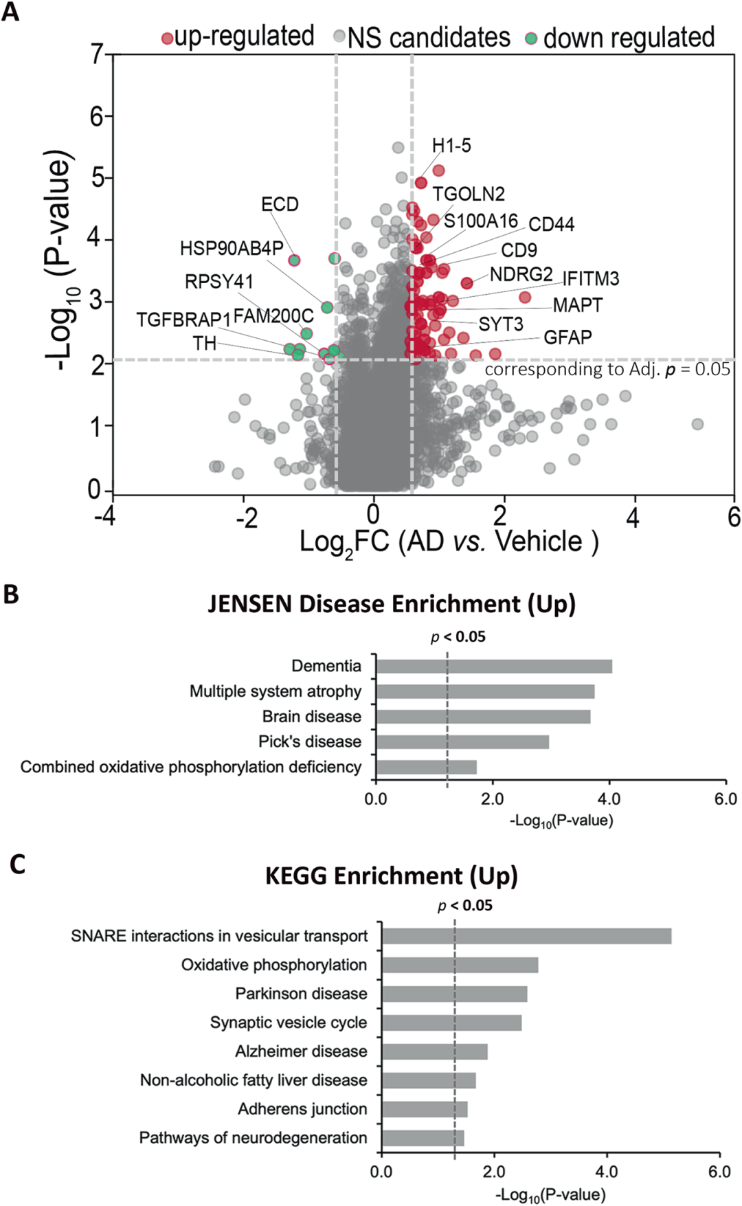 图6展示了蛋白质组学分析揭示AD神经免疫类器官中扰乱的通路。