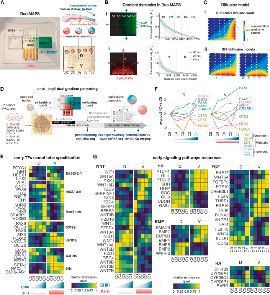 图1展示了Duo-MAPS装置的设计和实验方案。
