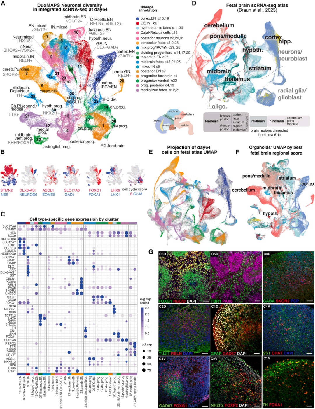 图2A、图2B和图2C展示了类器官中细胞类型的多样性。