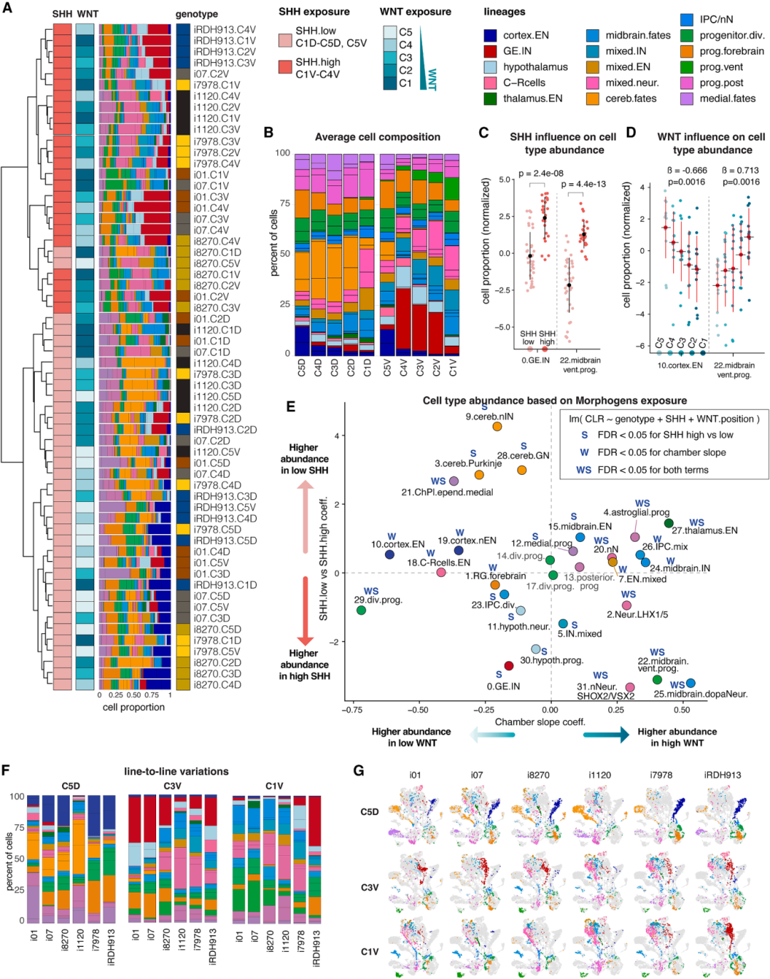 图3A、图3B和图3C展示了形态发生素梯度对细胞命运的影响。