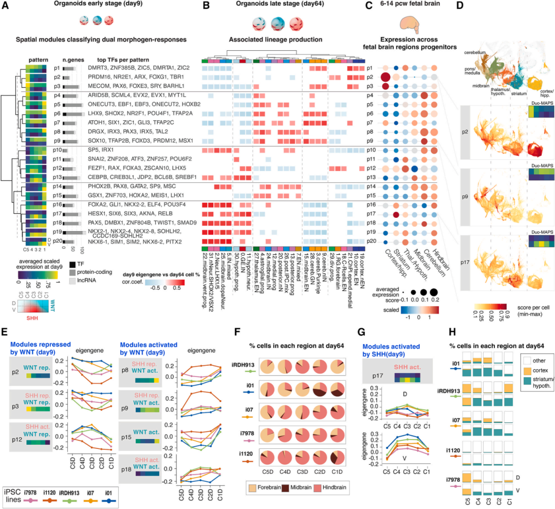 图4A、图4B和图4C展示了细胞系间对形态发生素反应的差异。
