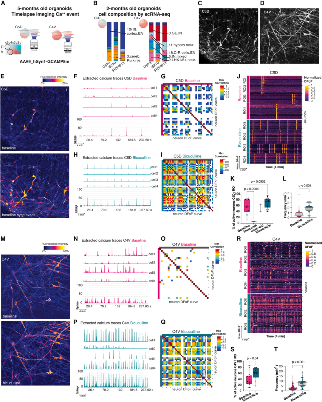 图5A、图5B和图5C展示了功能神经网络活动的分析。