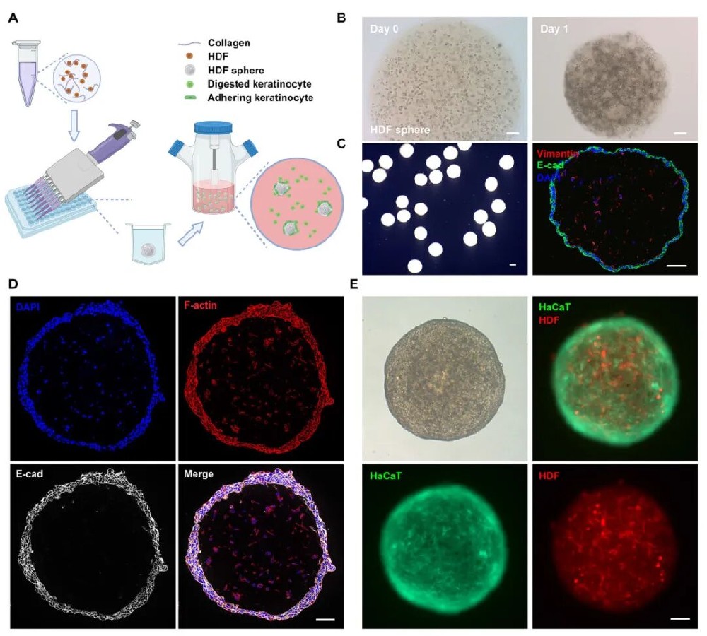 图1 微球皮肤类器官的制造