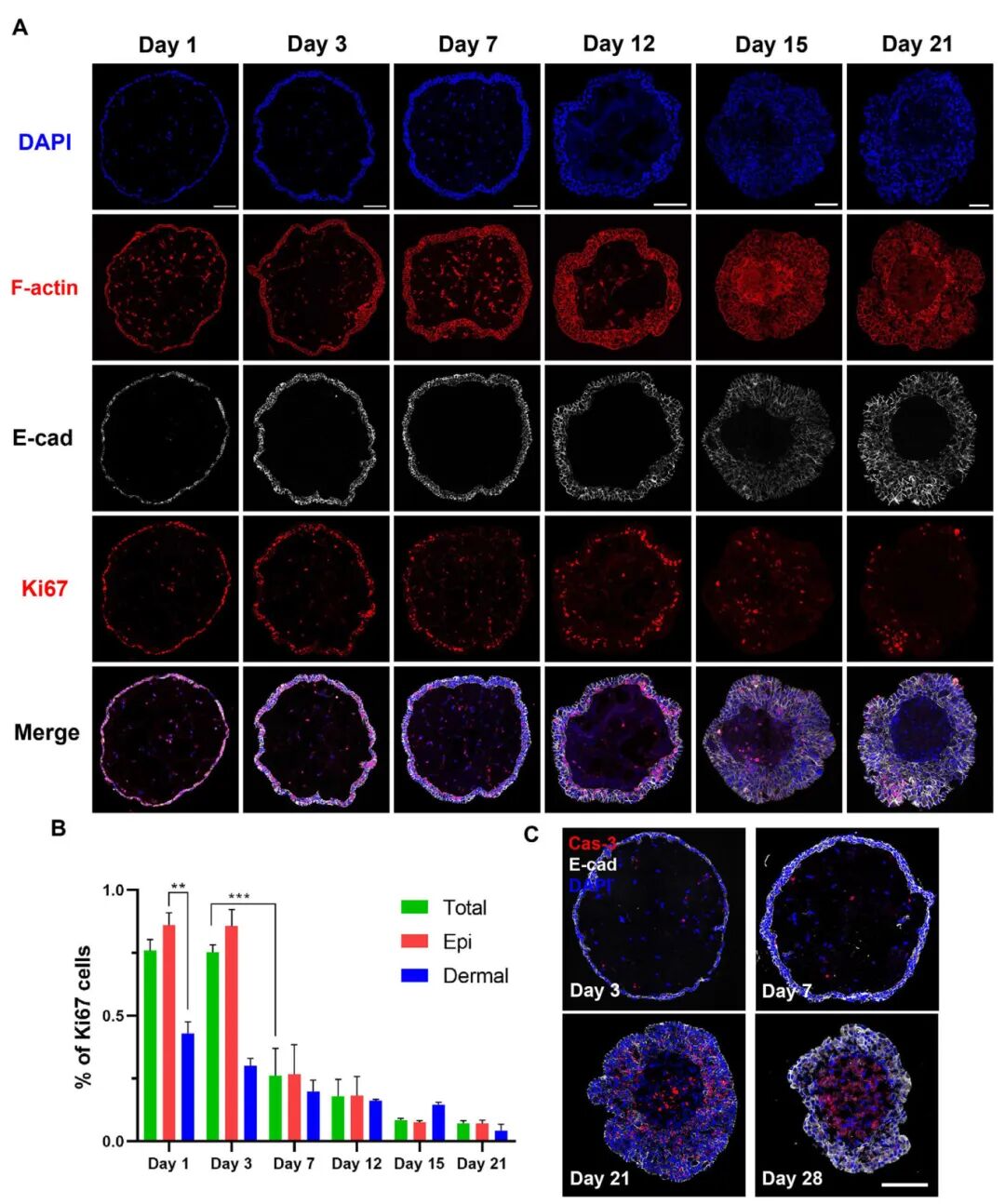 图2微球皮肤类器官的制造