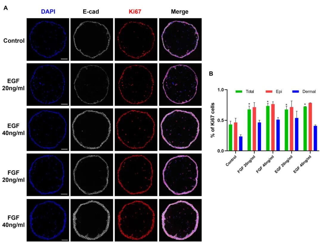 图3 生长因子对微球皮肤类器官的影响