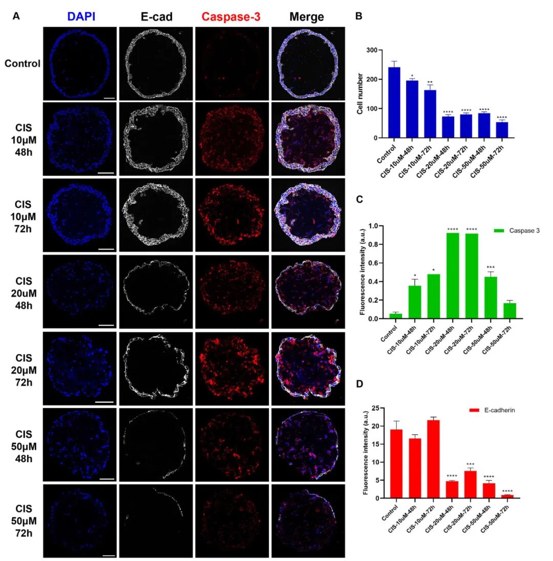 图4 顺铂对微球皮肤类器官的影响