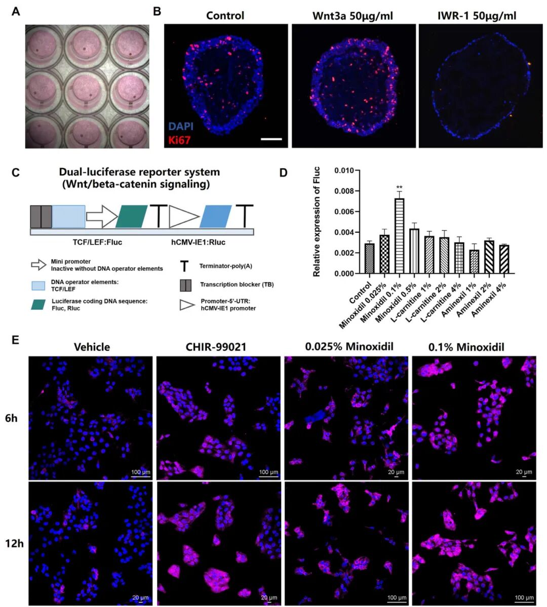 图5 微球皮肤类器官携带双荧光素酶报告系统，用于评估Wnt/β-连环蛋白通路的激活