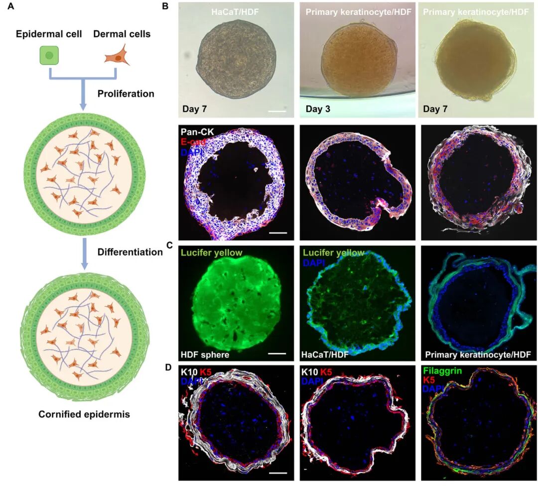 图6 微球皮肤器官中表皮的终末分化