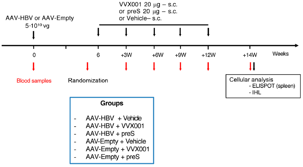 图1：小鼠实验设计及流程节点示意图