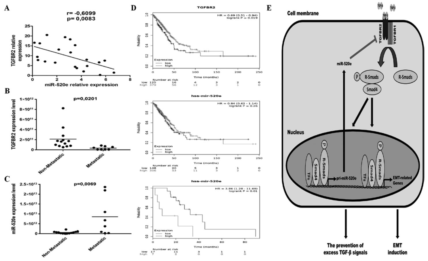 图6：临床样本中 miR-520e 与 TGFBR2 负相关，且与 NSCLC 转移及生存相关