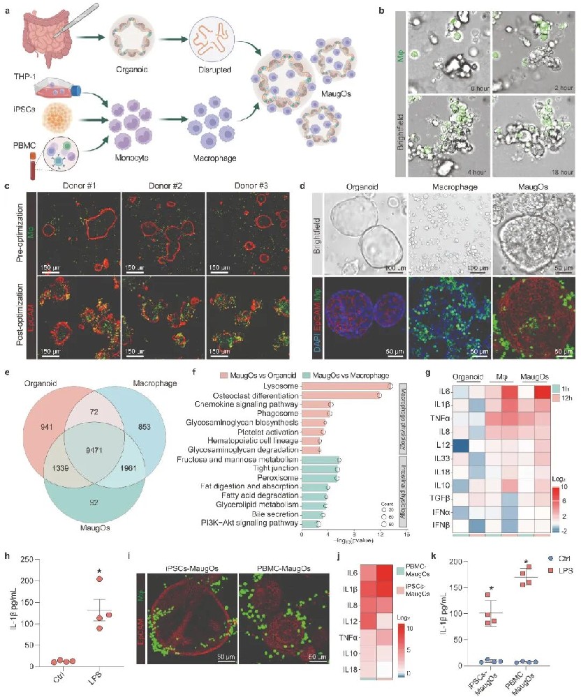 图1 巨噬细胞增强肠类器官的建立及表征