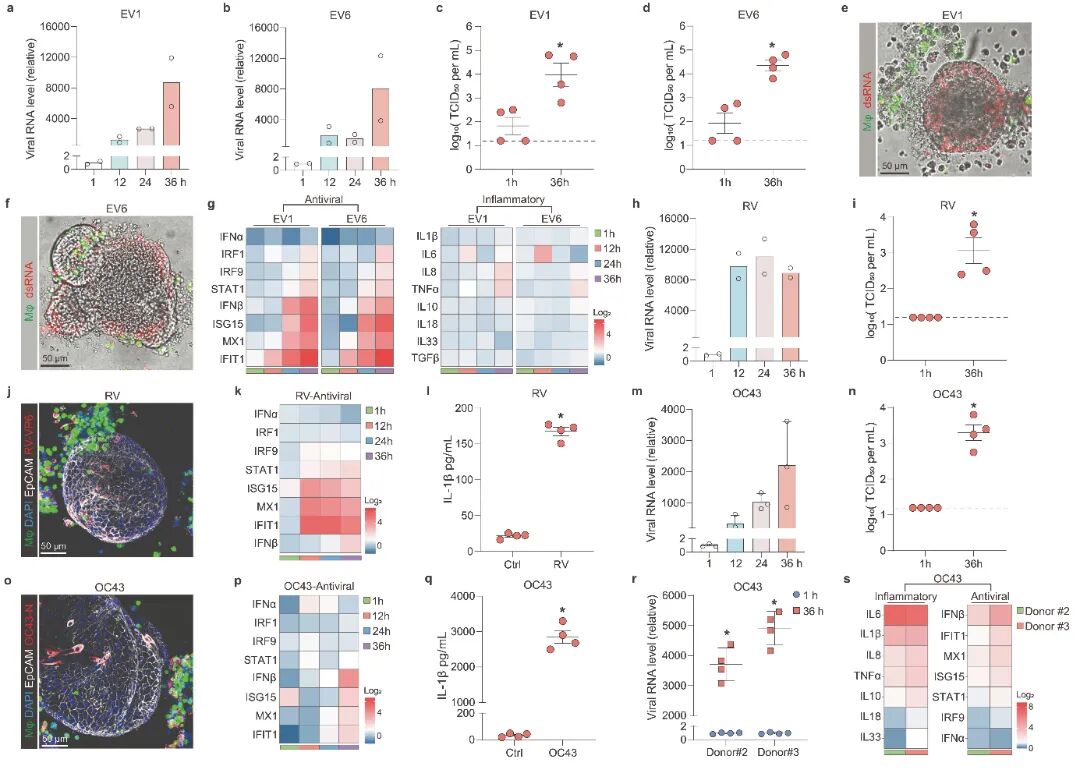 图2 MaugOs回顾了肠道病毒感染和病毒-宿主相互作用