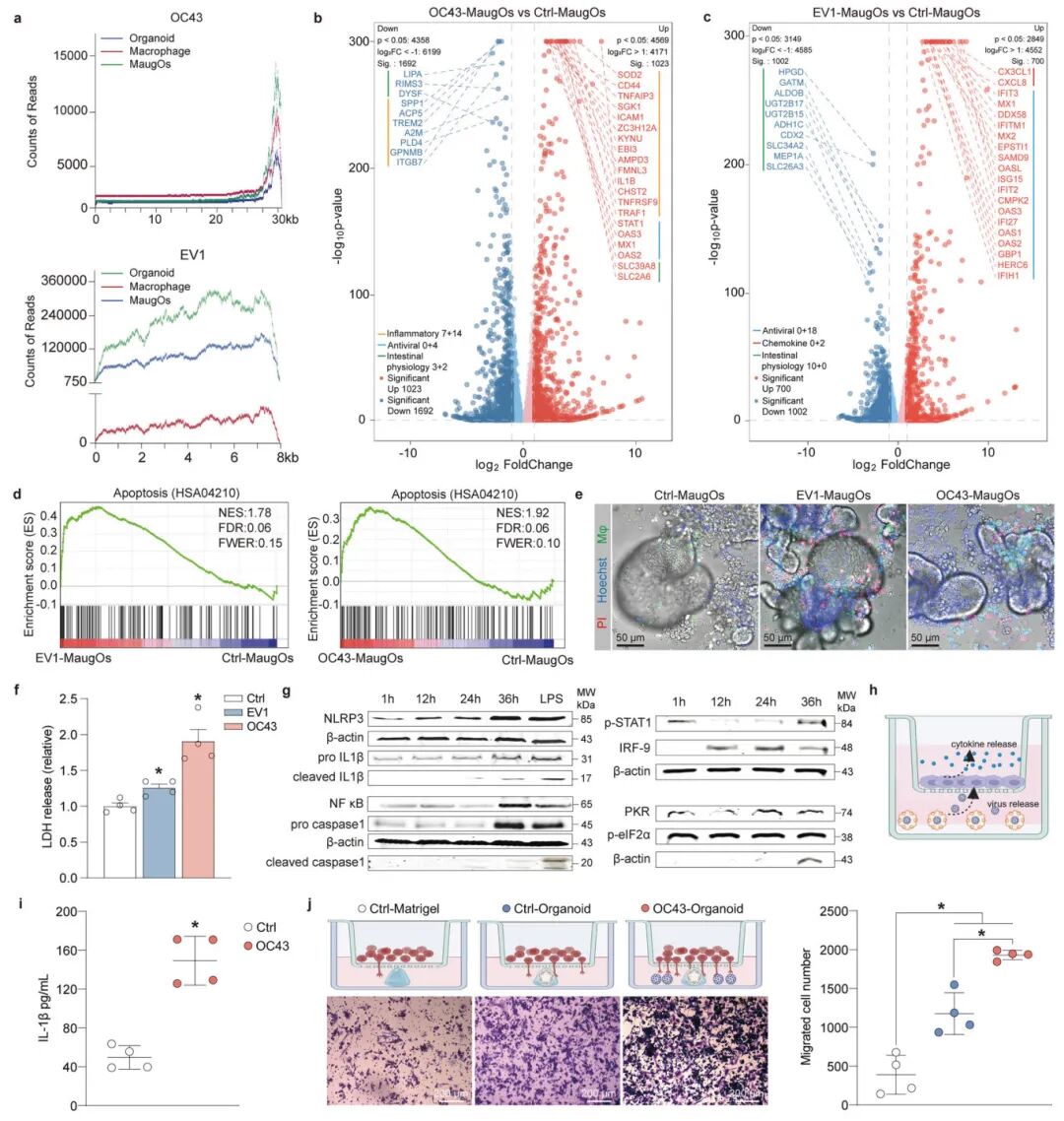 图2 MaugOs回顾了肠道病毒感染和病毒-宿主相互作用