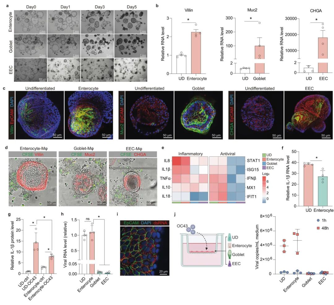 图4 利用差异化的肠道类器官建立MaugOs