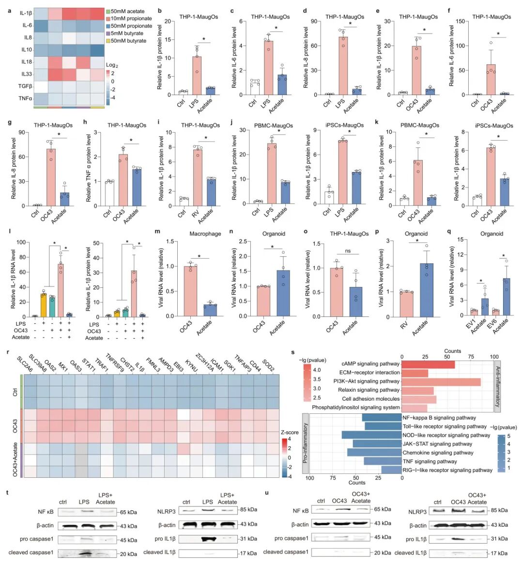 图5 表征乙酸对MaugOs肠道病毒感染和炎症反应的作用