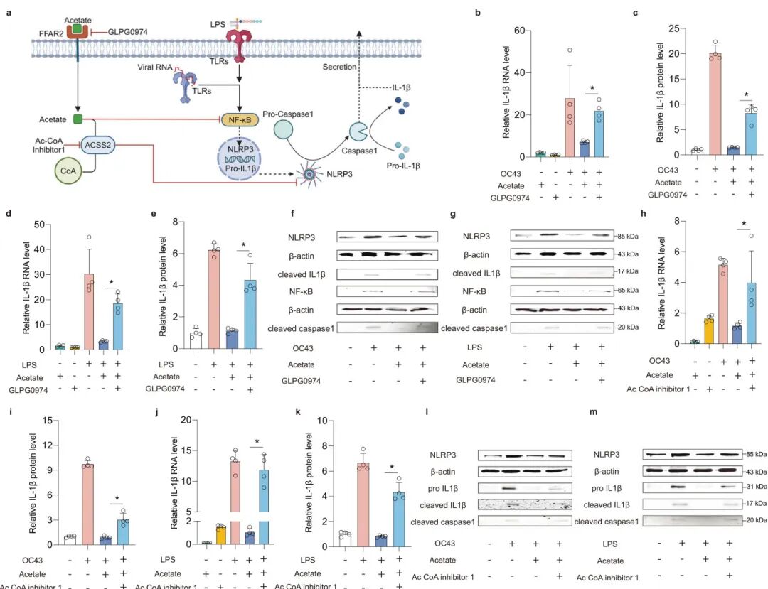 图6 剖析乙酸在肠道感染中的抗炎作用机制