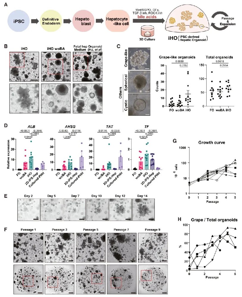 图1 人iPSC衍生肝类器官培养的建立