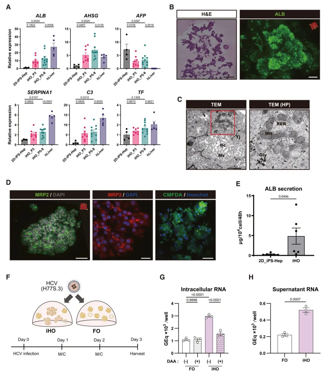 图2 iHO可长期维持肝脏特征