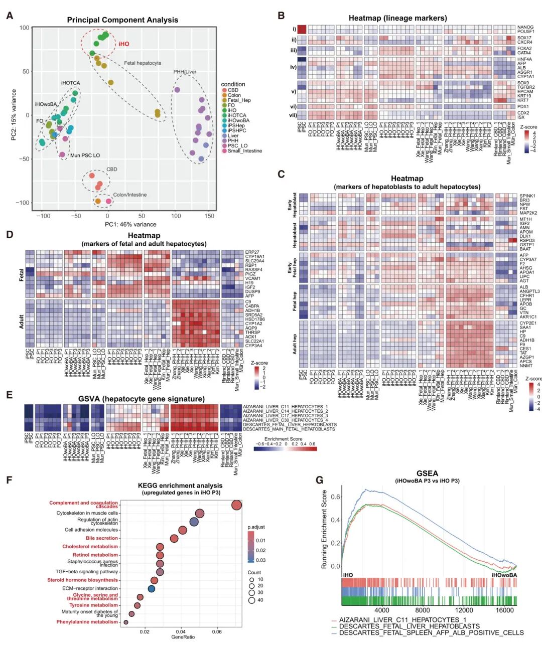 图3 iHOs的RNA测序分析