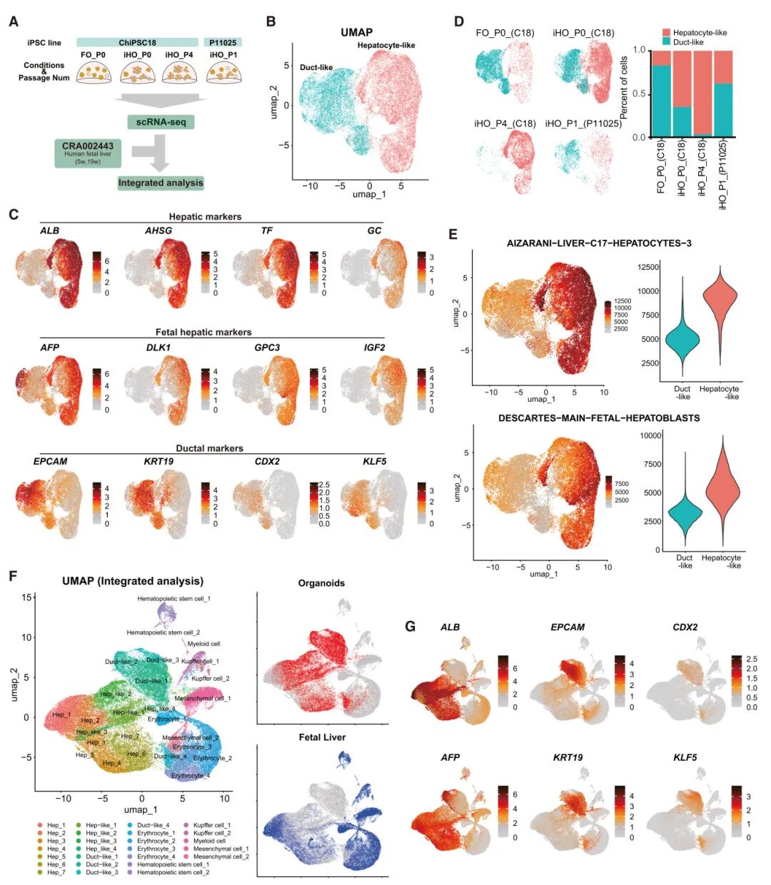 图4 iHOs的单细胞RNA序列分析