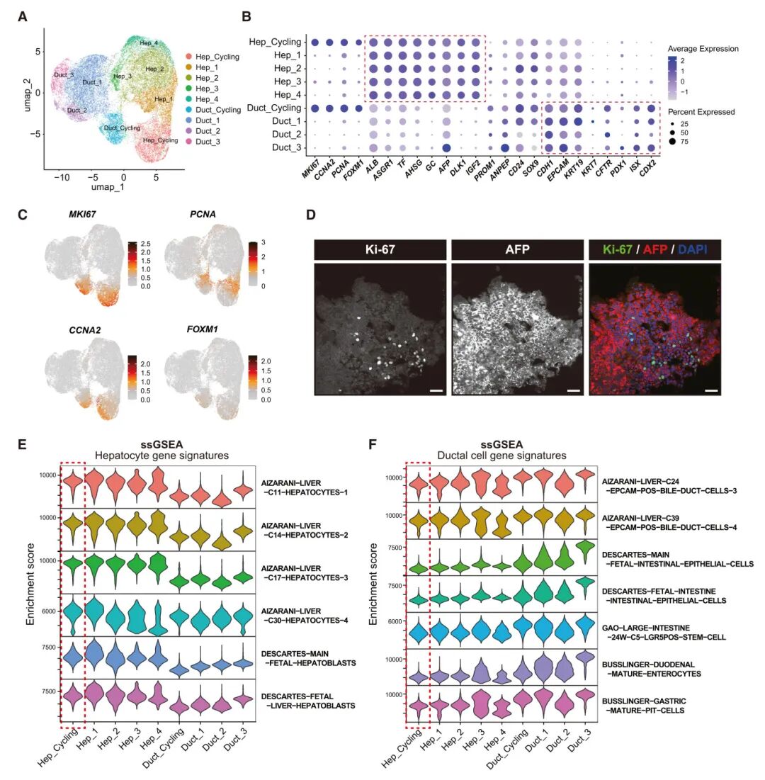 图5 单细胞RNA序列分析肝细胞样簇