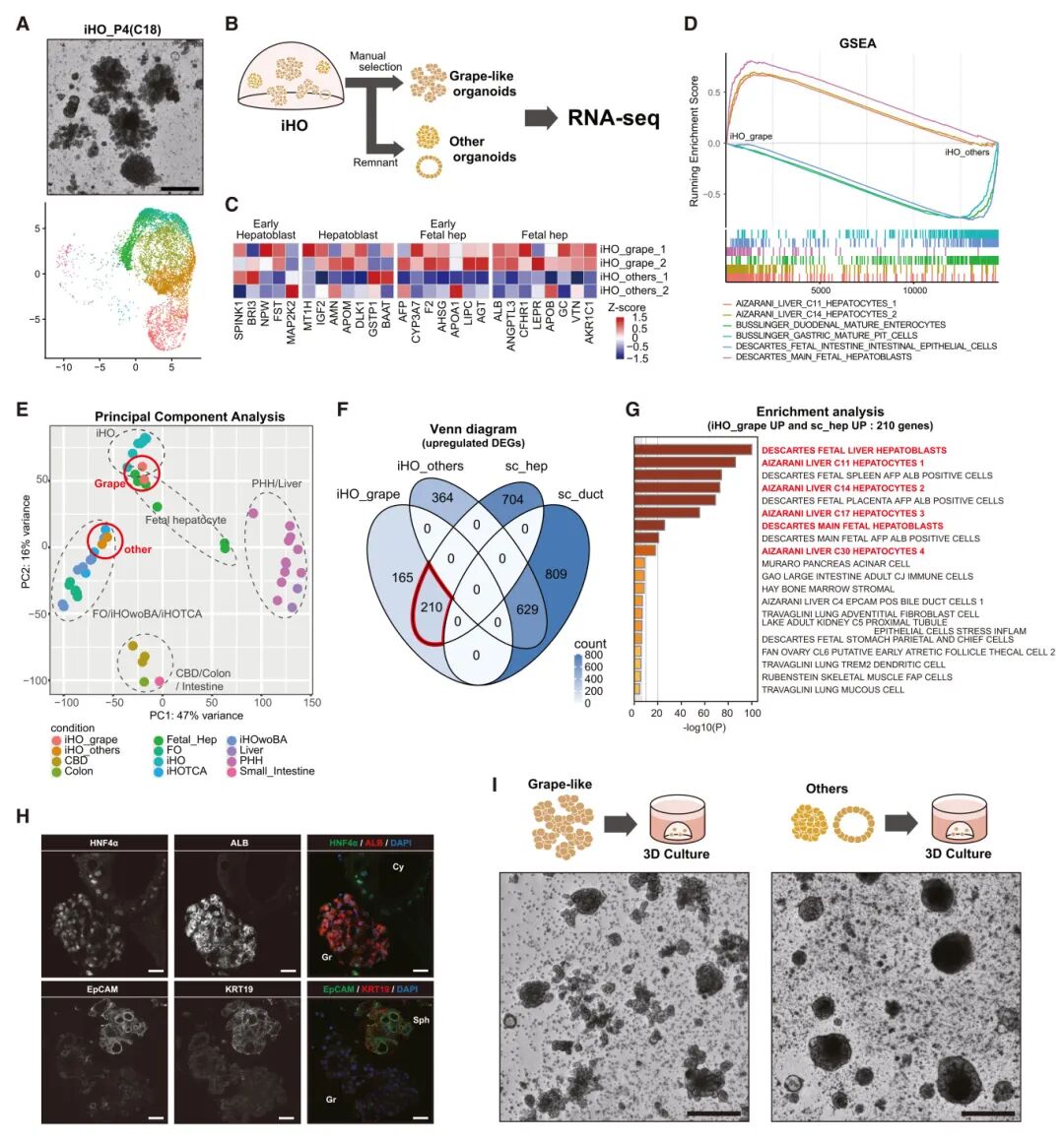图6 iHOs中葡萄样类器官的分析