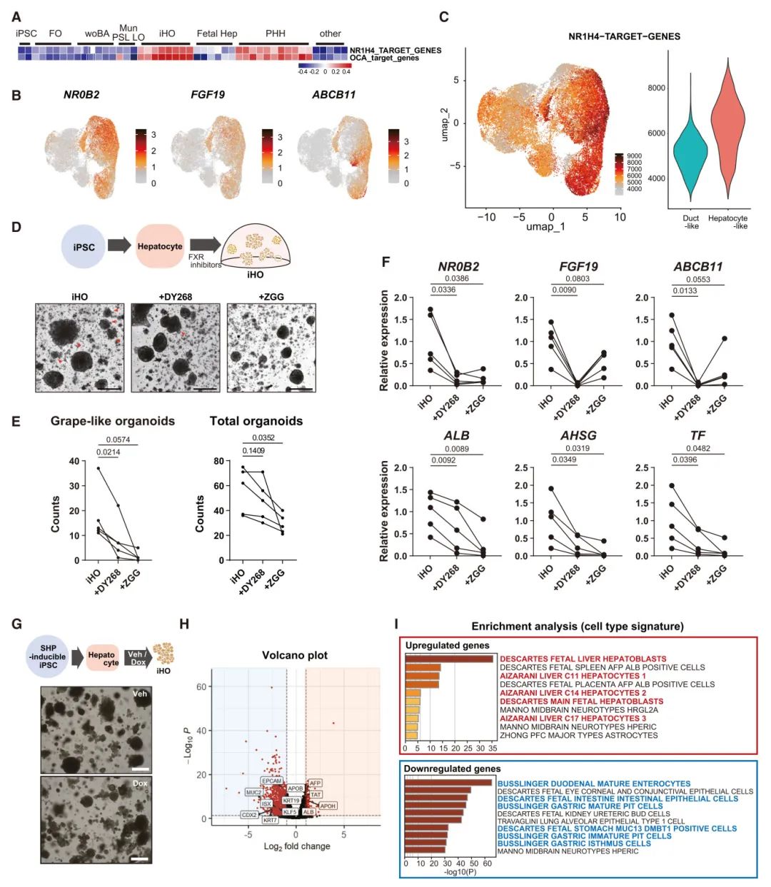 图7 iHOs中肝特性的维持依赖于胆汁酸-FXR信号
