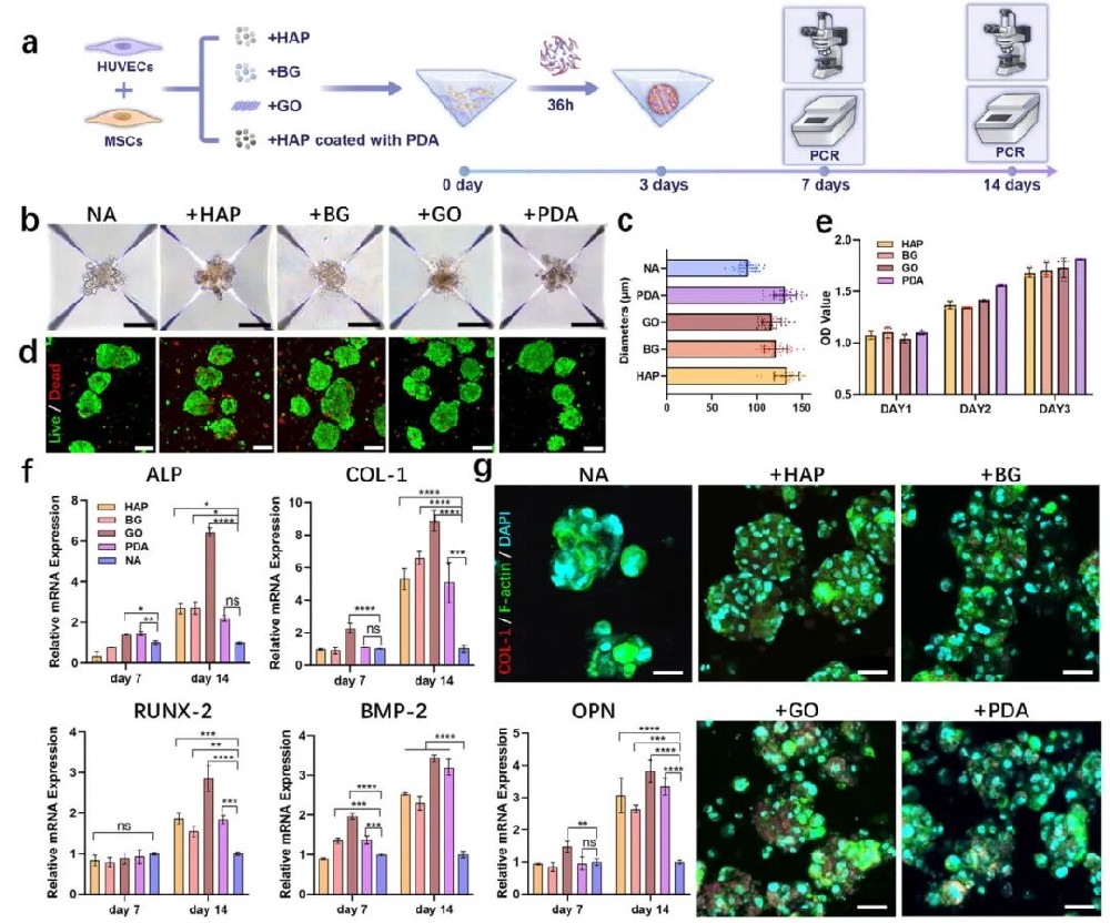 图1 血管前成骨聚合物的表征