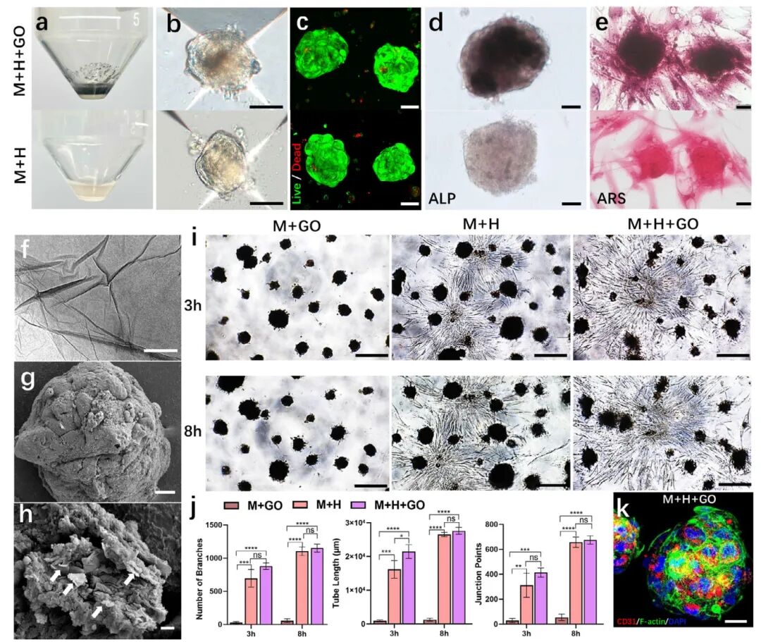 图2 载GO的预血管化骨类器官具有成骨和血管生成特性