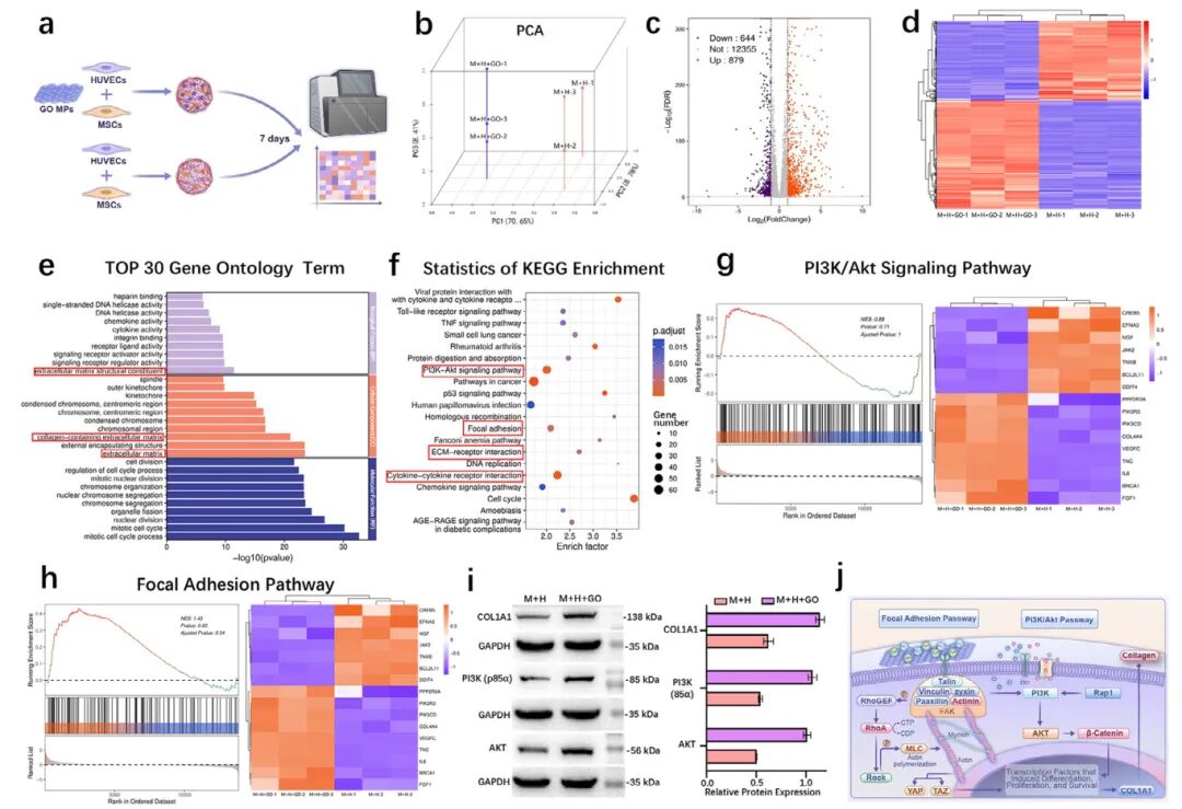 图3 一周后有或没有GO MPs的细胞聚集体的转录组分析