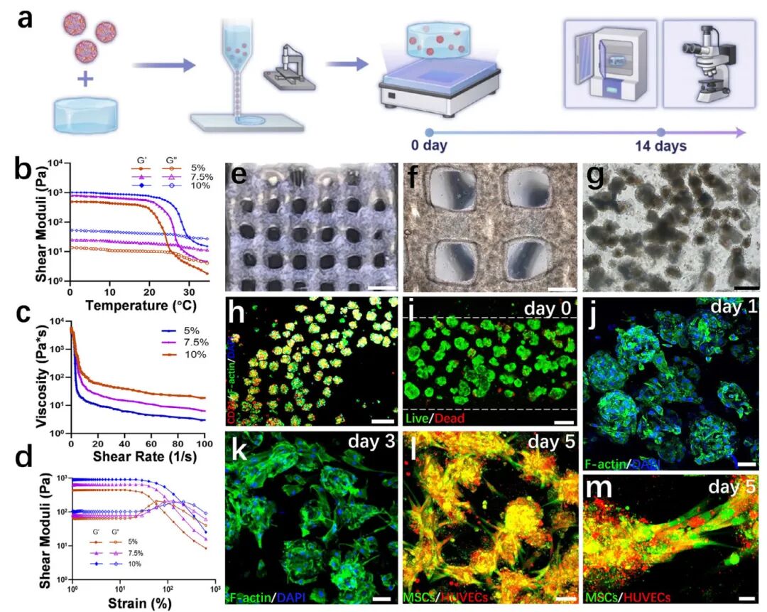 图4 血管前骨类器官负载生物墨水的三维生物打印